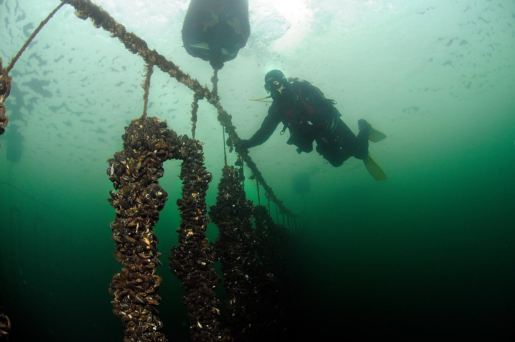 Dykker som sjekker blåskjell