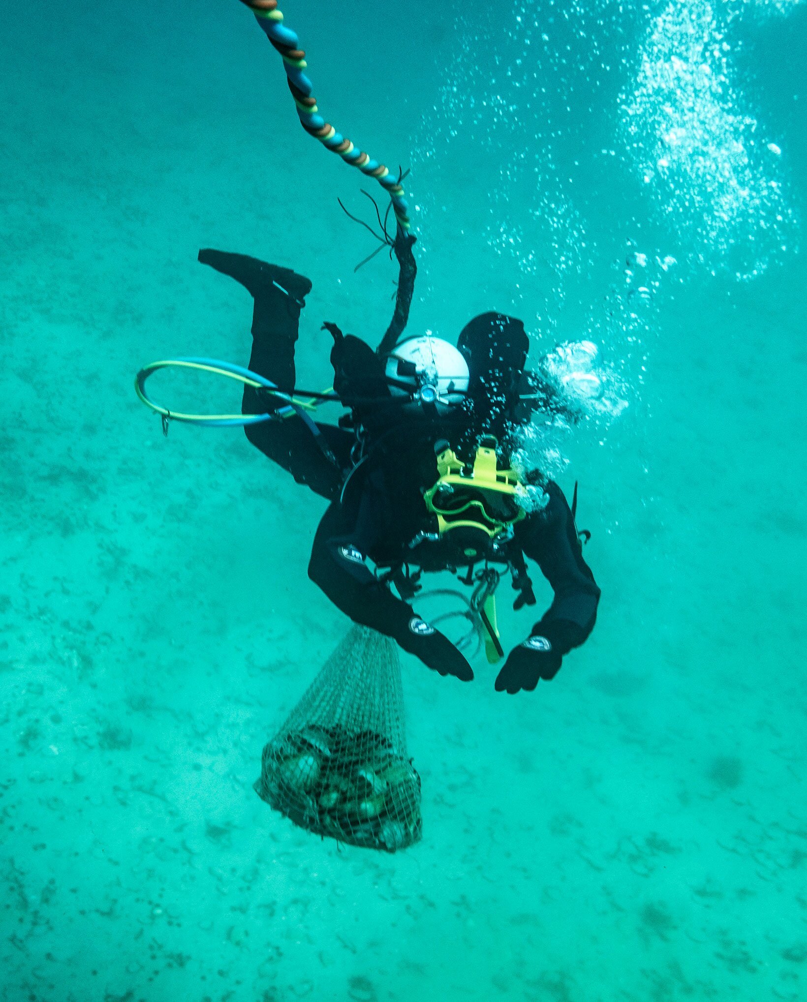 Dykker med kamskjell under vann