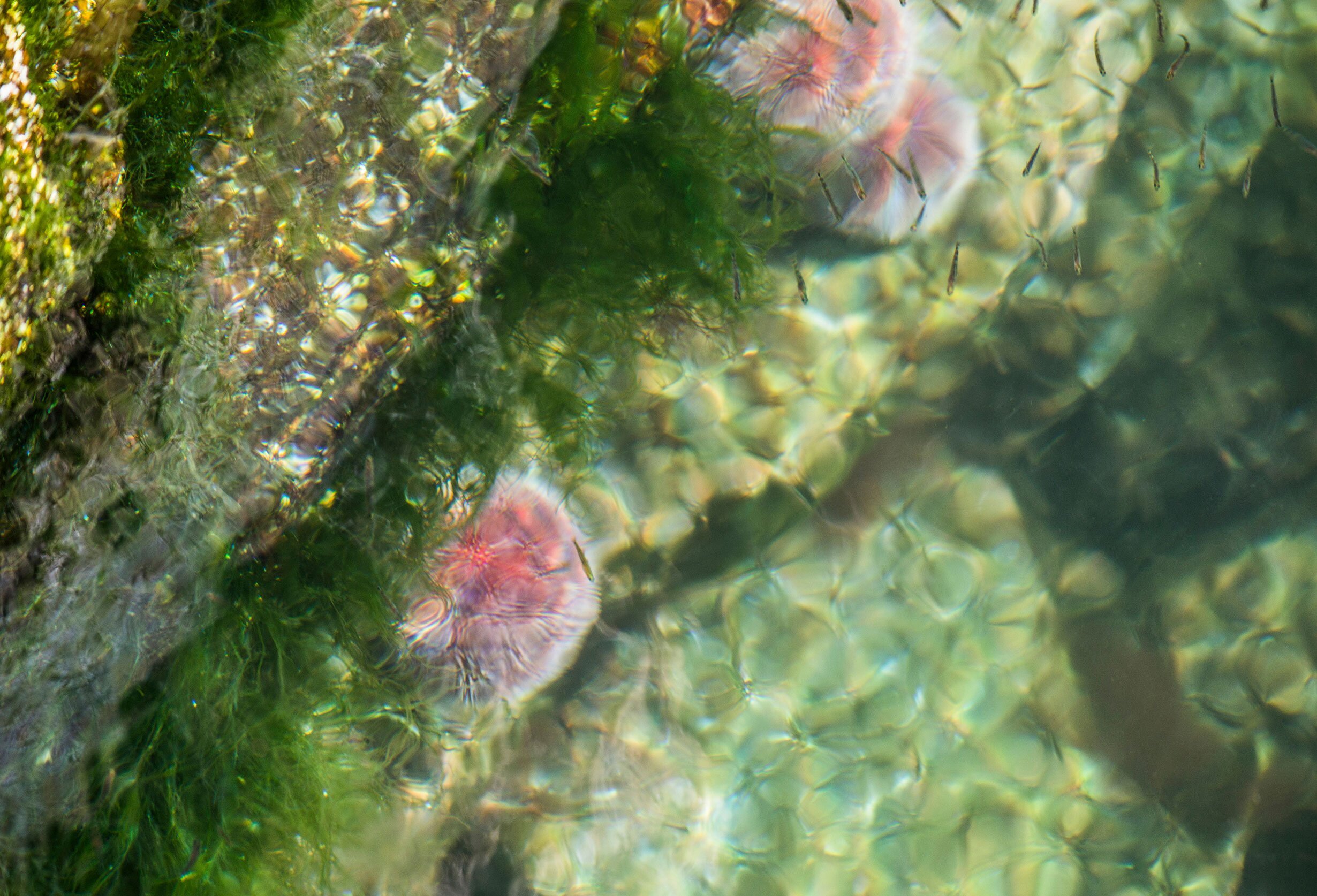 Kråkebolle under vann