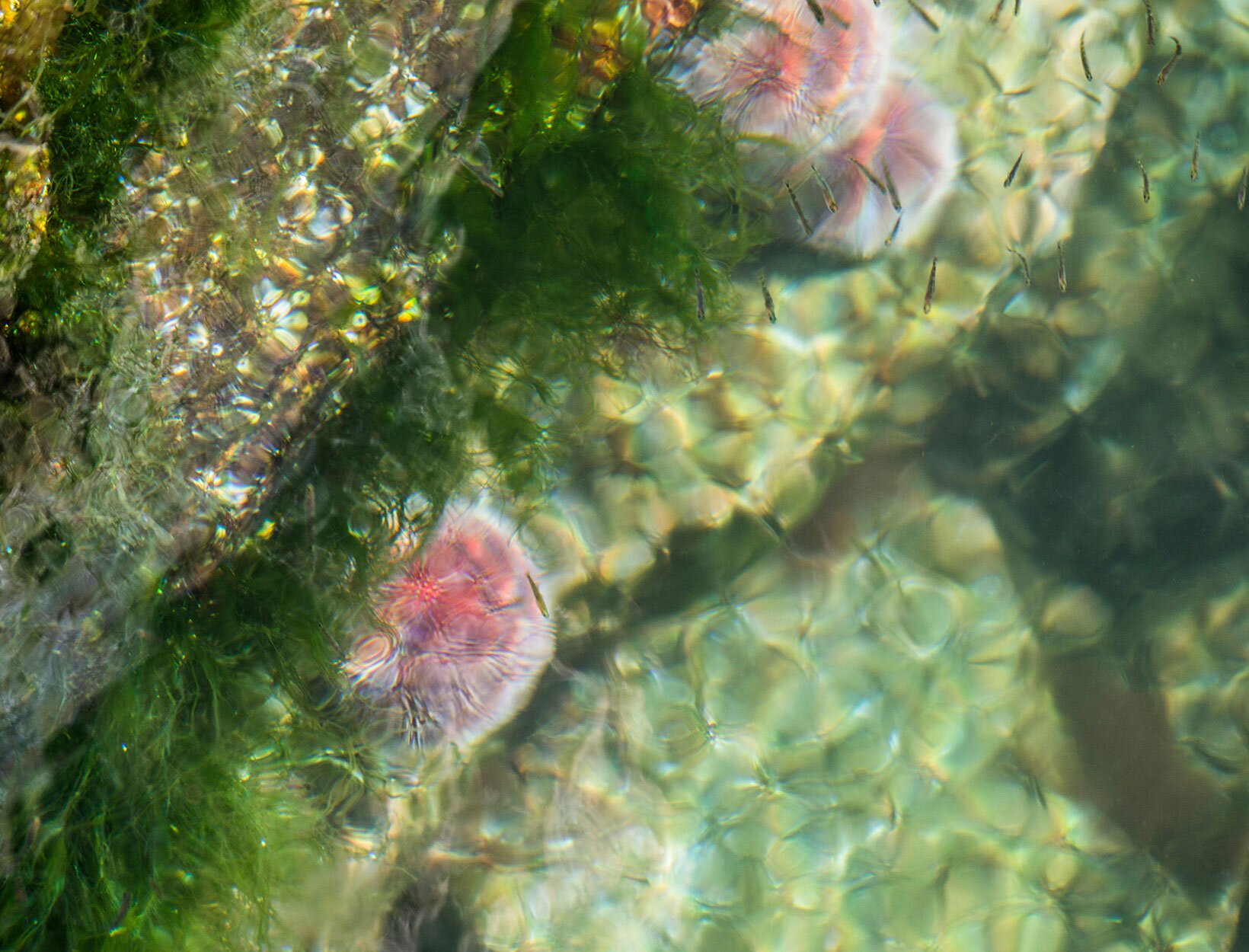 Kråkebolle under vann