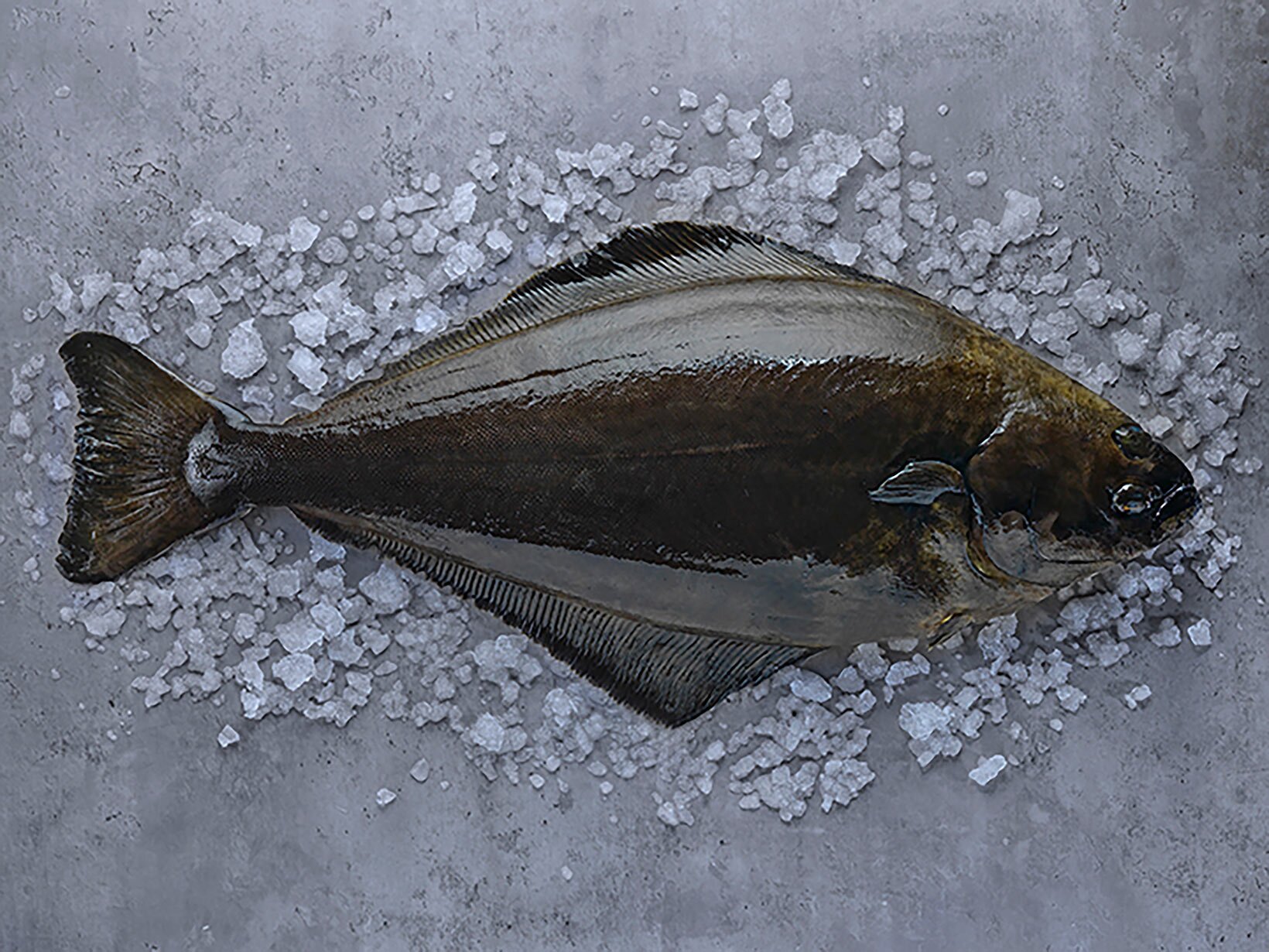 Kveite Foto: Studio Dreyer-Hensley