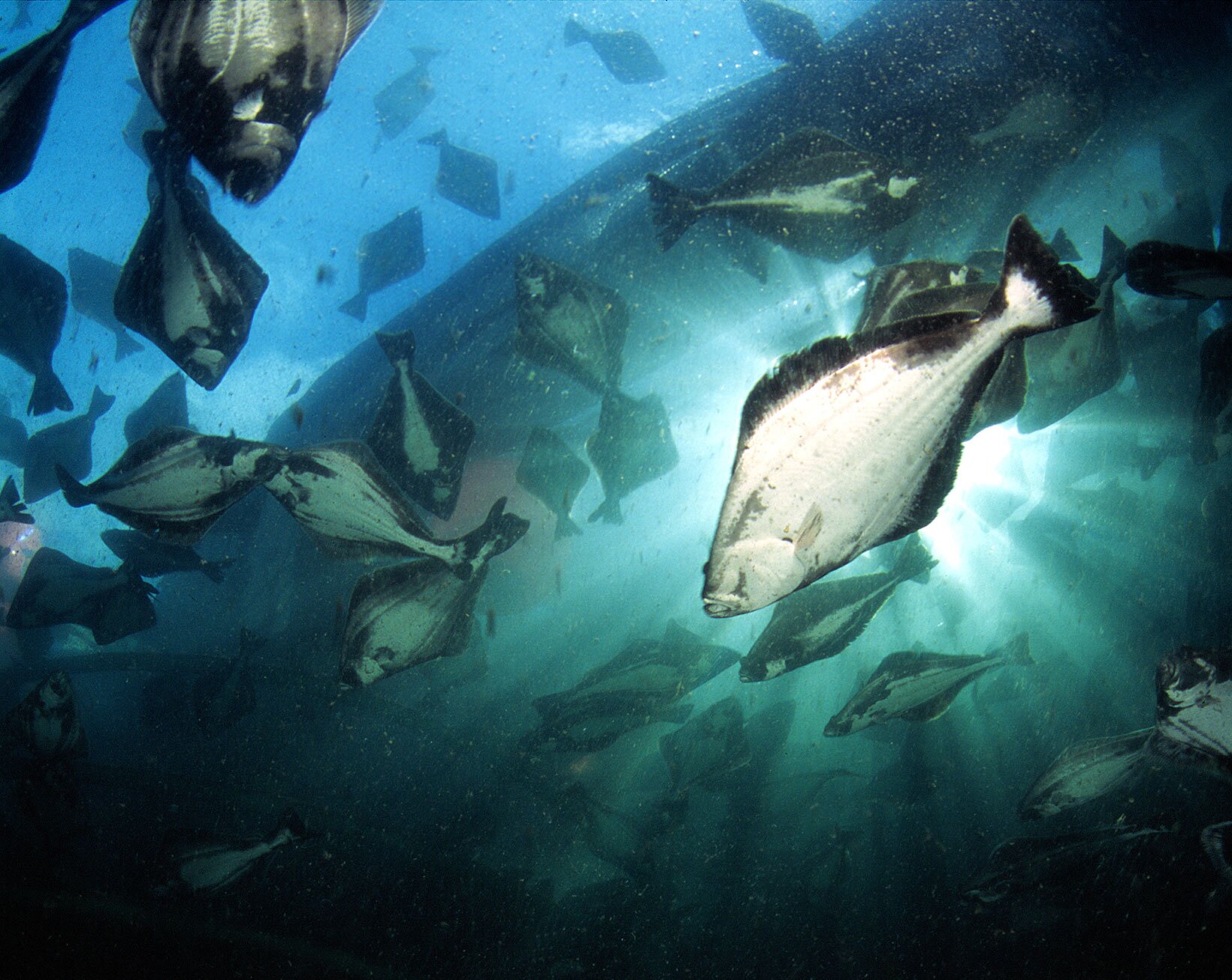 Kveiteoppdrett under vann