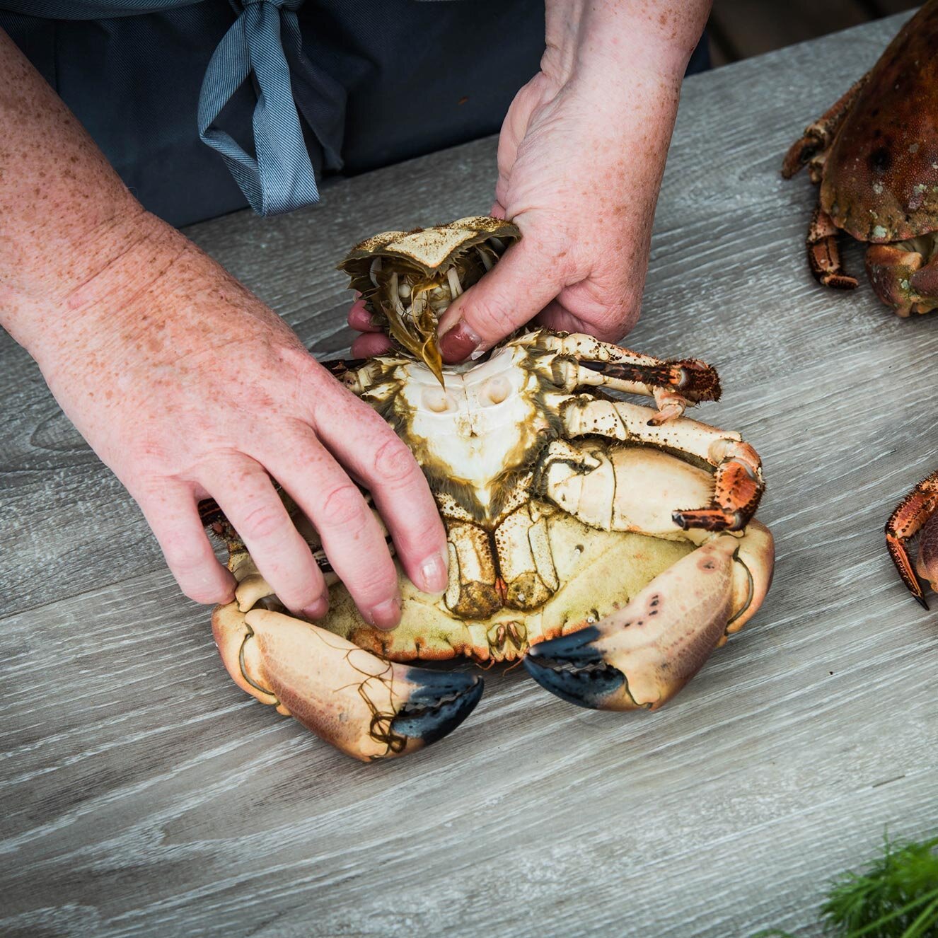 Fjern haleklaff krabbe